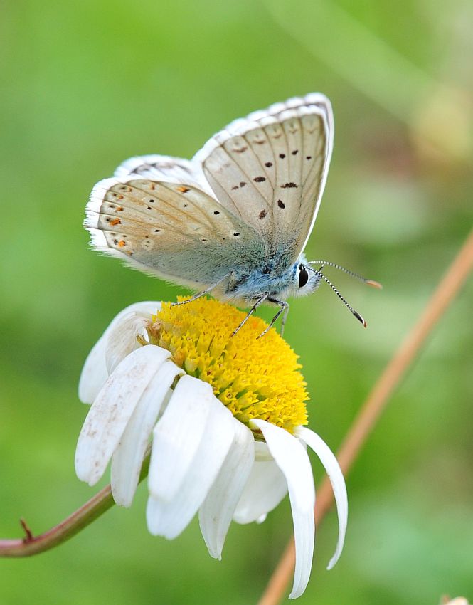 La vita in un fiore: terza parte